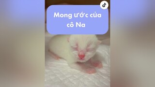 Đuôi của bé hai nay có ba sọc rồi đó quý dịiiiiii 🤣 nhacona meow cat mèo trending xuhuong fypシ babycat kitten