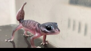 Animal|Nephrurus Levis Baby