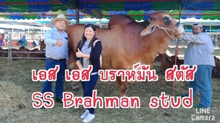 เอส เอส บราห์มันสตัสSS Brahman stud อ.ด่านขุนทด นครราชสีมา