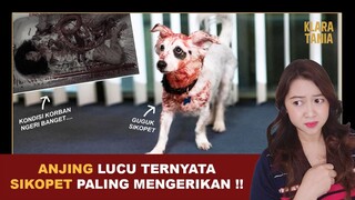 JANGAN SALAH PILIH HEWAN PELIHARAAN... | Alur Cerita Film oleh Klara Tania