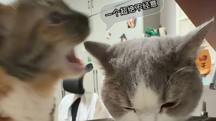Mèo con: Cái miếng này sẽ cực đã luôn~