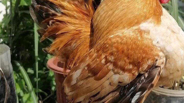 my breeder serama