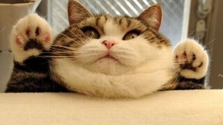 วิดีโอรวบรวมแมวตลกและน่ารัก | 4K