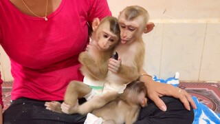 The Most Cute Baby Monkey Lion & Sono Enjoy Eating Grape Fruits Together