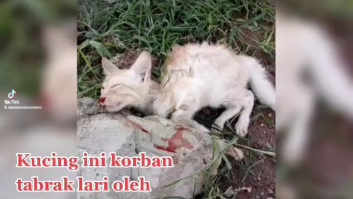 KUCING DI TABRAK MOTOR