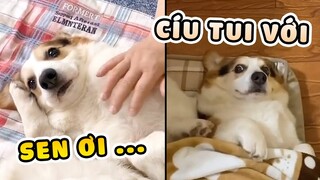 NHỜ MẸ NUÔI CHÓ VÀ CÁI KẾT - Không biết nên khóc hay cười 🤣 | Yêu Lu