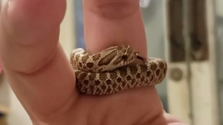 Do you want a little snake ring too?