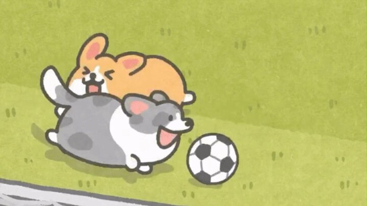 No one can resist the joy brought by a happy dog that knows how to play soccer!