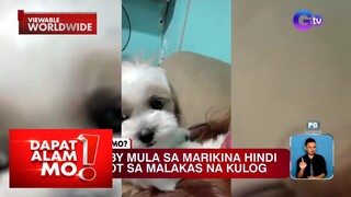 Asong hindi takot sa malakas na kulog, kinatuwaan online | Dapat Alam Mo!