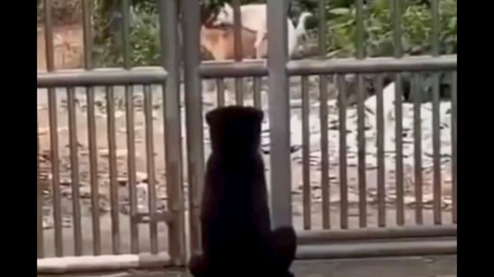 Black Dog: What are you two doing? Can’t you see it’s daytime?