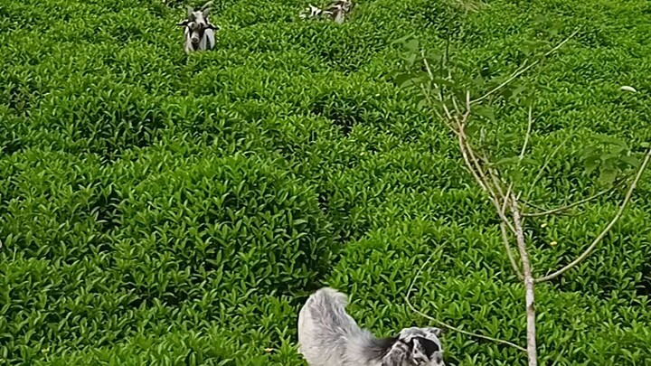 🐐🐐🐐🐐 goat farm