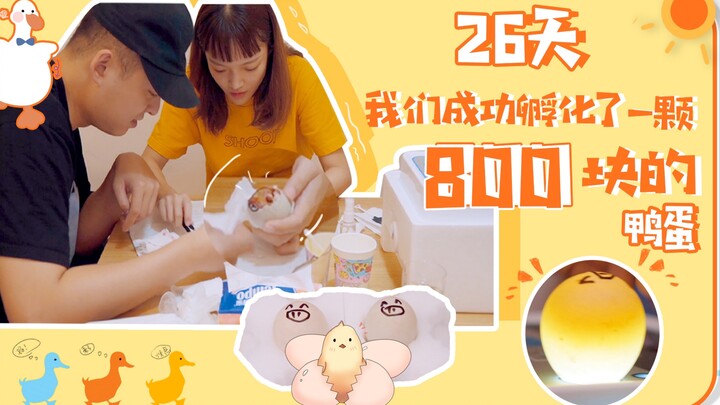Dalam 26 hari, kami berhasil menetaskan telur seharga 800 yuan!