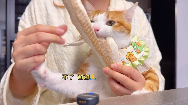 Person: The kitten doesn’t need help, thanks!