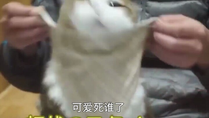 The kitten can perform without props!!