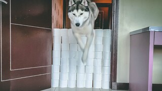Toilet Paper Wall Challenge - The Highest Level Yet!