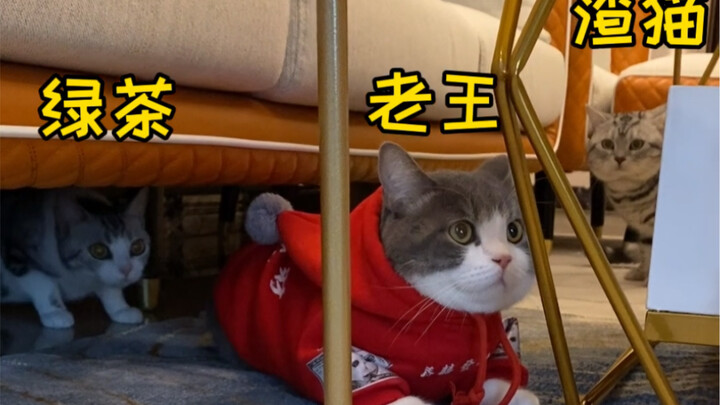 Seri lanjutan Pak Wang Tetangga! Versi kucing dari “Godaan Pulang” sudah mulai syuting!