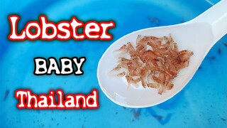 Lobster ลูกกุ้งล็อบเตอร์น้ำจืด ลูกกุ้งก้ามแดงลงเดิน สไตล์korattv