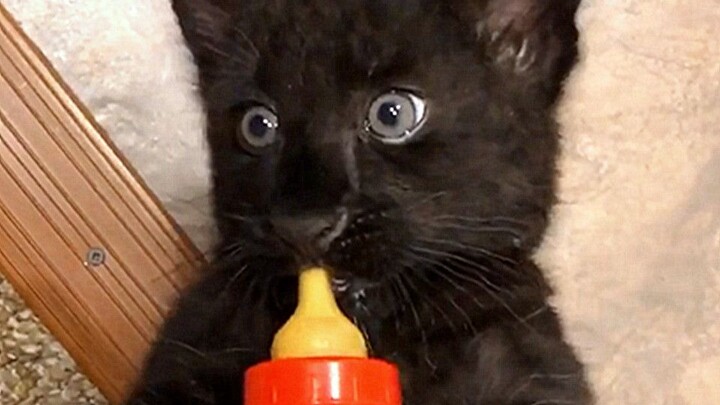 Would a black panther like a baby bottle?