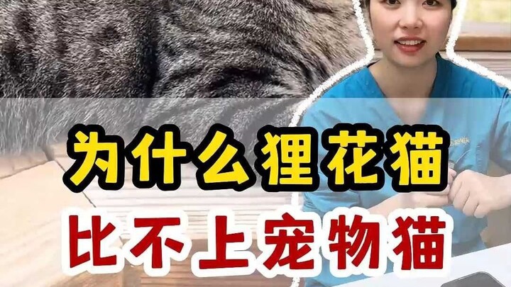 เพราะแมวลายจิ้งจอกมีข้อเสียร้ายแรงอย่างหนึ่ง