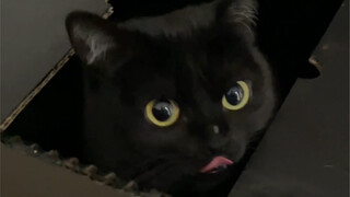 Hari bahagia dimulai dengan menemukan seekor kucing