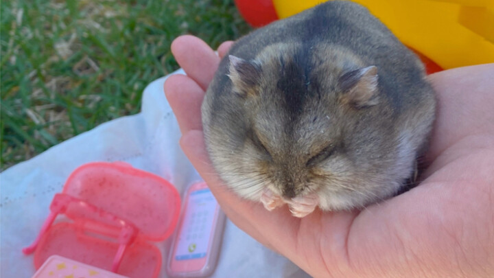 Piknik Musim Semi! Bento si Tikus juga terlihat menggugah selera!