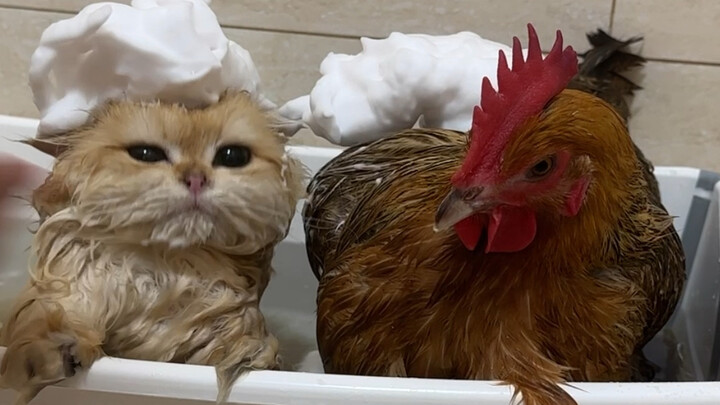 Sheng Nan: There isn't a single one who can fight!