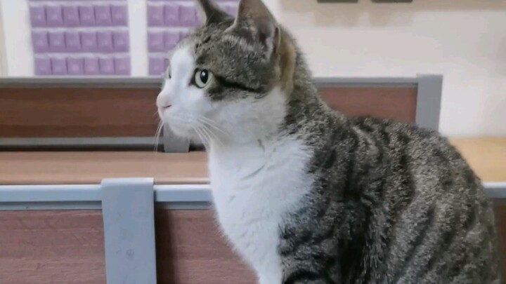 Belajar Mandiri, Lalu Bertemu dengan Kucing-Kucing