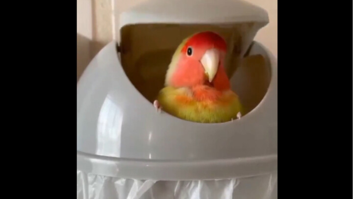 เมื่อคุณอยากชวนเพื่อนเลี้ยงไก่ ก็ส่งวิดีโอนี้ให้เขาดูเลย!