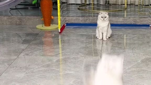 galing namn try ko sa pusa ko