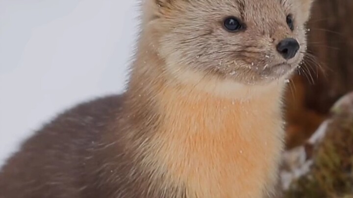 Sable: Let’s head over to Qiangzi’s place for some midnight snacks!