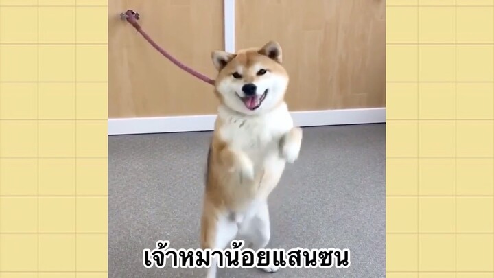 เพื่อนตัวน้อยแสนซน : เจ้าหมาน้อยแสนซน