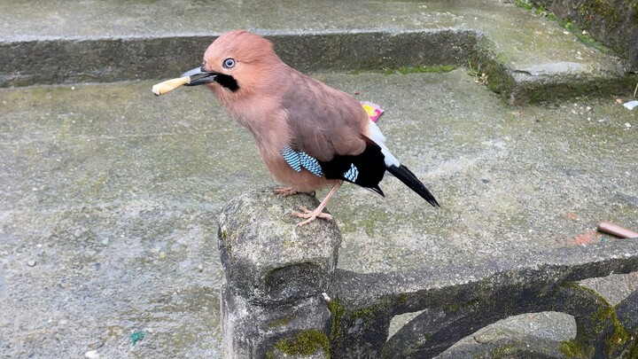 I suspect you’re not just a bird.