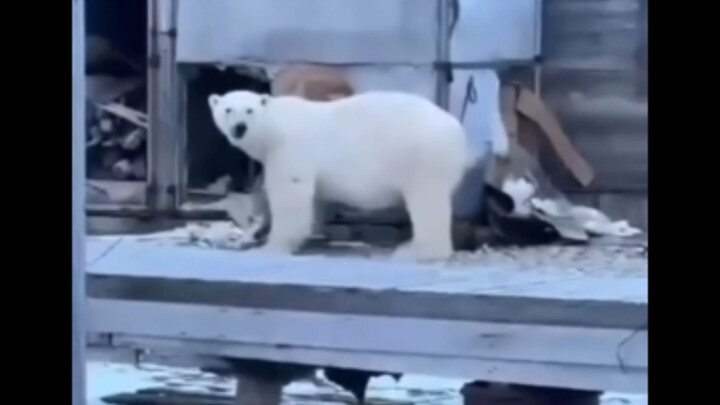 Russian Big Sister Chases the Bear Away!