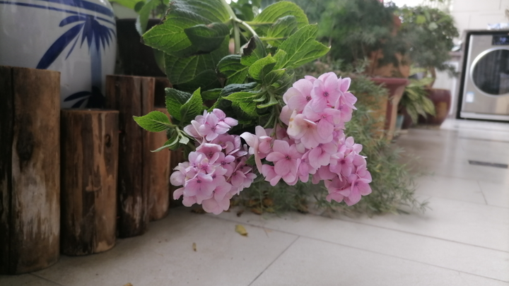 （黄泉翻唱）命に嫌われている/被生命所厌恶。（听歌向）