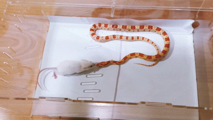 Little Red Snake: Strangling and Eating a Living Mouse