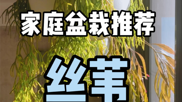 【Rekomendasi Tanaman Pot Rumah】Kaktus yang Tumbuh Terbalik: Sisalana