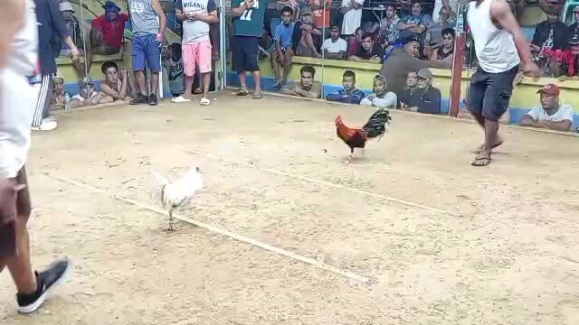 white kelso x palawan gold bumaon ang tari sa kalaban wlang swerte