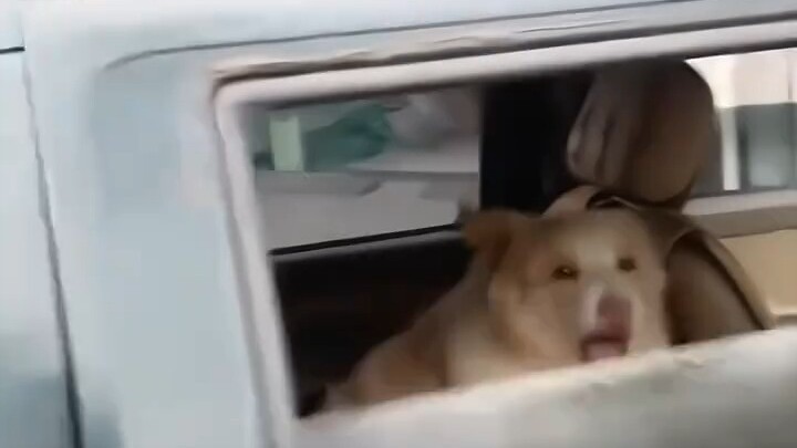 Doggy, I'm a scaredy-dog.