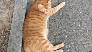 It has already cultivated two tails.