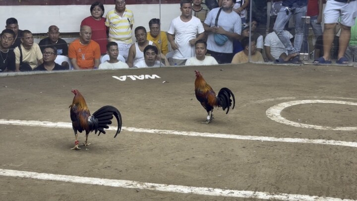 Win 5stag derby orani bataan