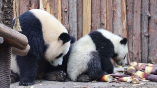 Panda Yuan Run: Run Yue, Awas. Aku Mau Berbicara dengan He Hua