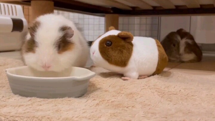 I got a toy for my guinea pig, but it doesn’t seem to care.