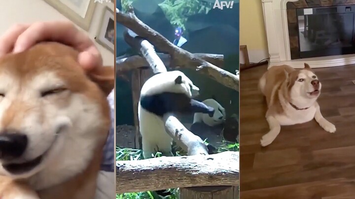 [Animal Silly Behavior] Pt. 3: Even National Treasures Have Their Confused Moments