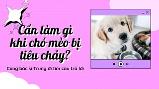 Cần làm gì khi chó mèo bị tiêu chảy?