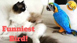 💥Funniest Bird Viral Weekly LOL😂🙃💥 of 2019| Funny Animal Videos💥👌