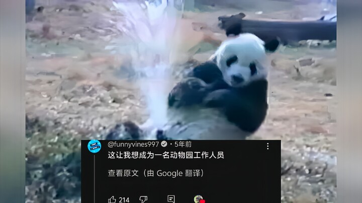 外网热议中国熊猫逆天蠢萌搞笑瞬间，240万人浏览，网友:看完想去动物园工作了