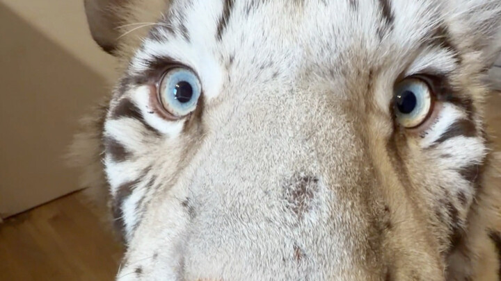 🦓：ยกมือไม่ใช่การขอโทษ แต่หมายถึงว่าน้องชาย แกยังต้องฝึกอีกเยอะเลย