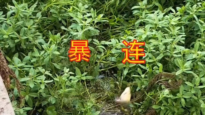 这鱼情太吓人了