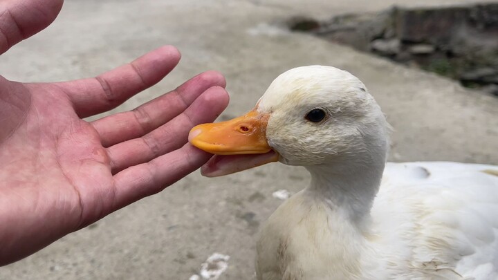 Bebek Cochin ngambek sama tuannya, lalu jadi panik setelah tuannya bersembunyi
