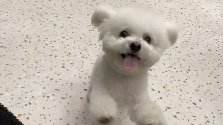 【DAEGAL】Anjing dari keluarga mana yang selalu masuk tren setiap kali muncul?